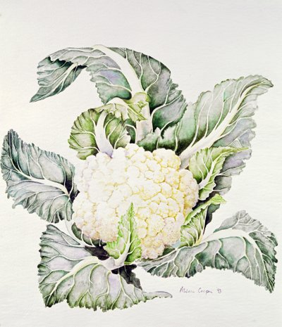 Estudio de Coliflor, 1993 de Alison Cooper